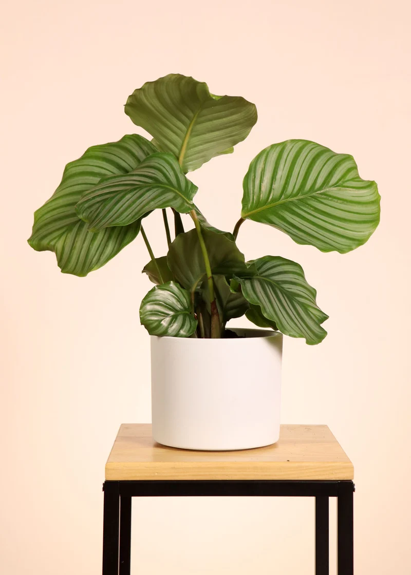Calathea orbifolia (Korbmarante) (S)