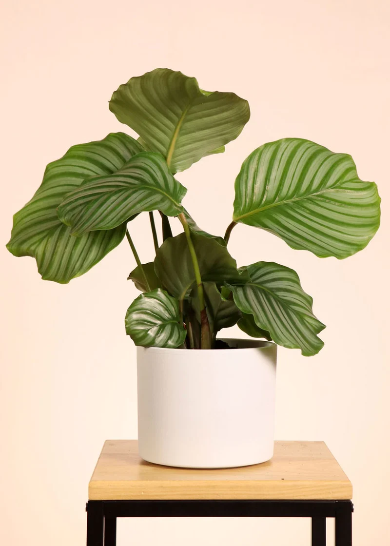 Calathea orbifolia (Korbmarante) (S)