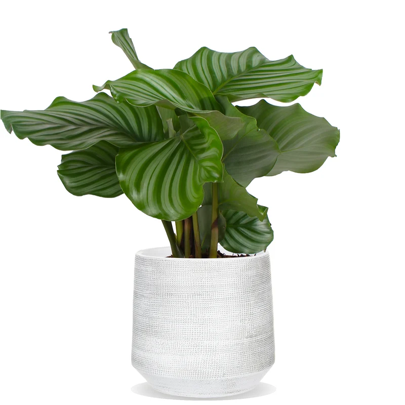 Calathea orbifolia (Korbmarante) (S)