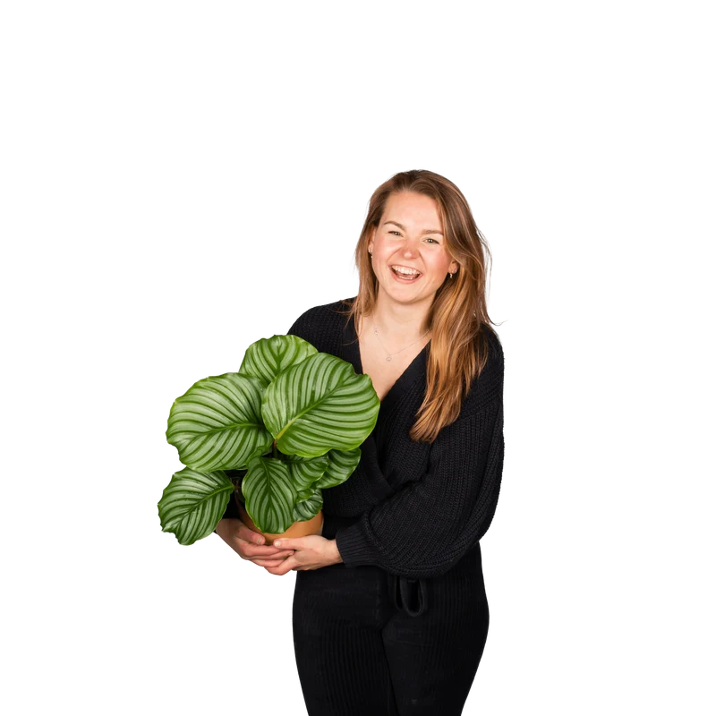 Calathea orbifolia (Korbmarante) (S)