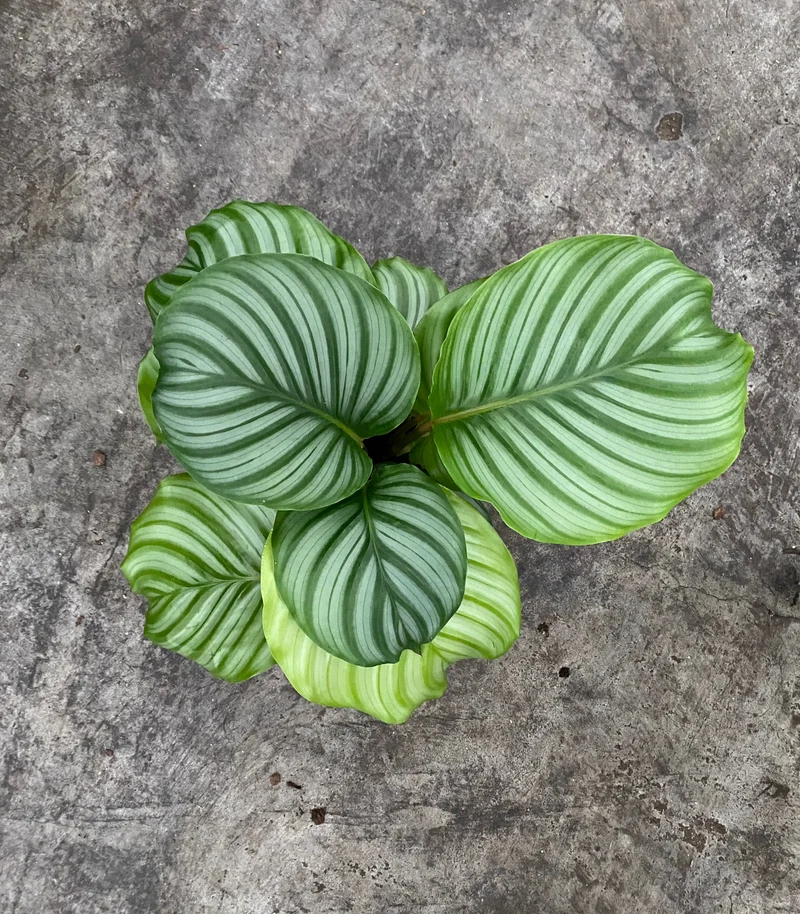 Calathea orbifolia (Korbmarante) (S)