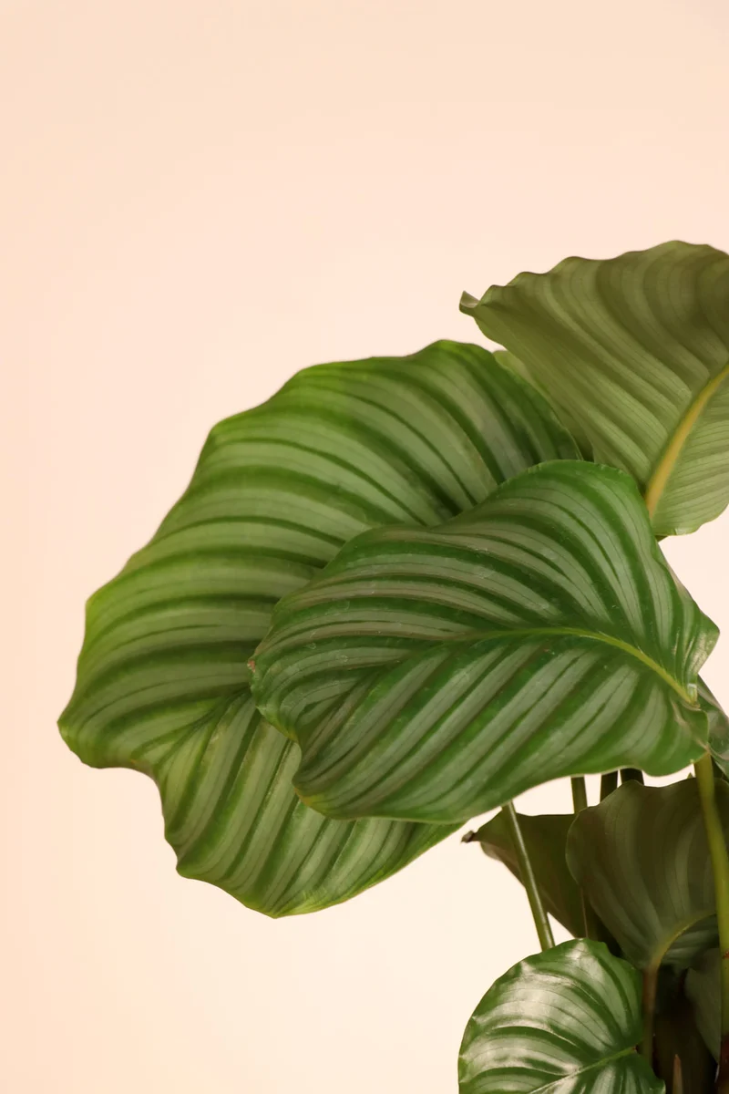 Calathea orbifolia (Korbmarante) (S)