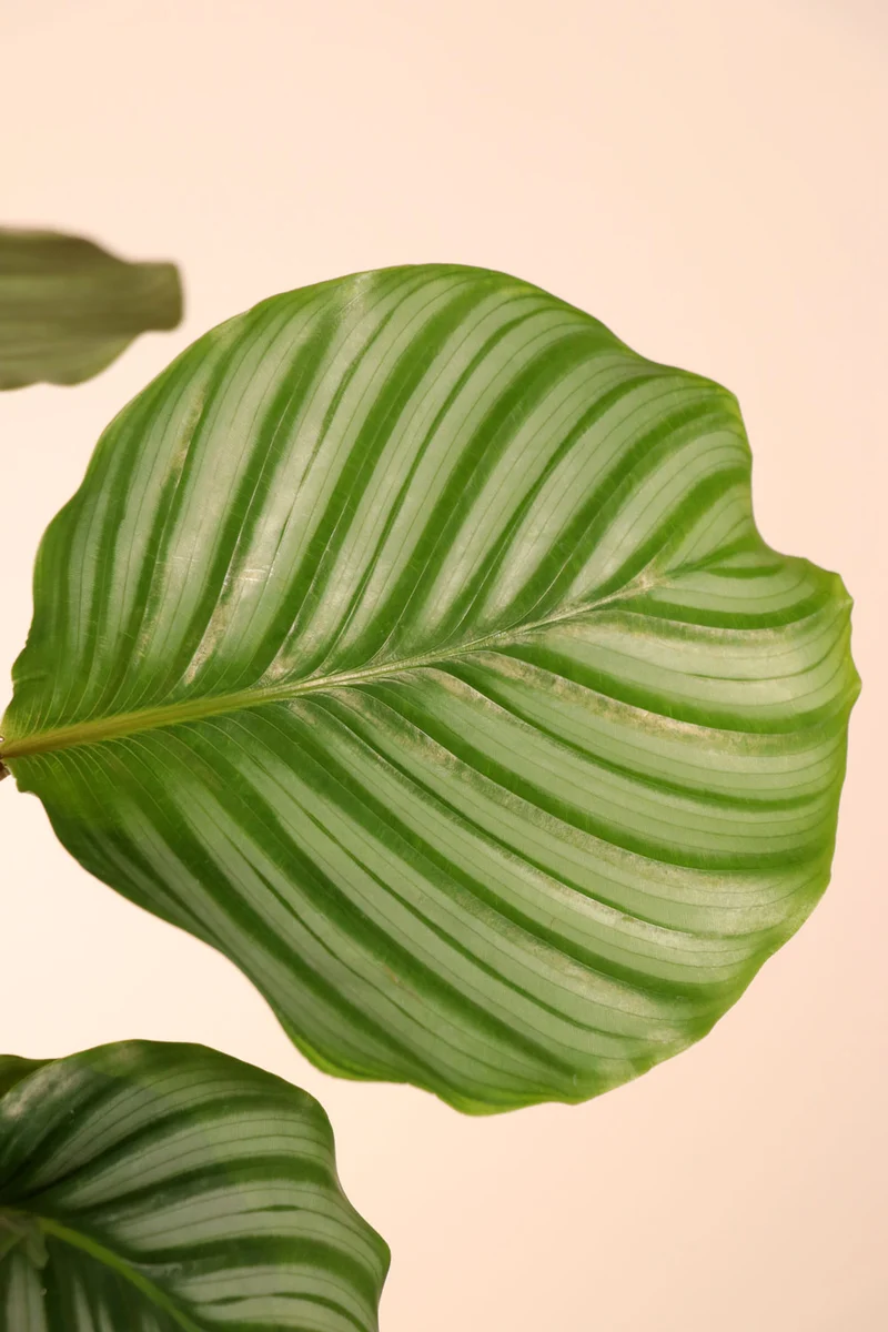 Calathea orbifolia (Korbmarante) (S)