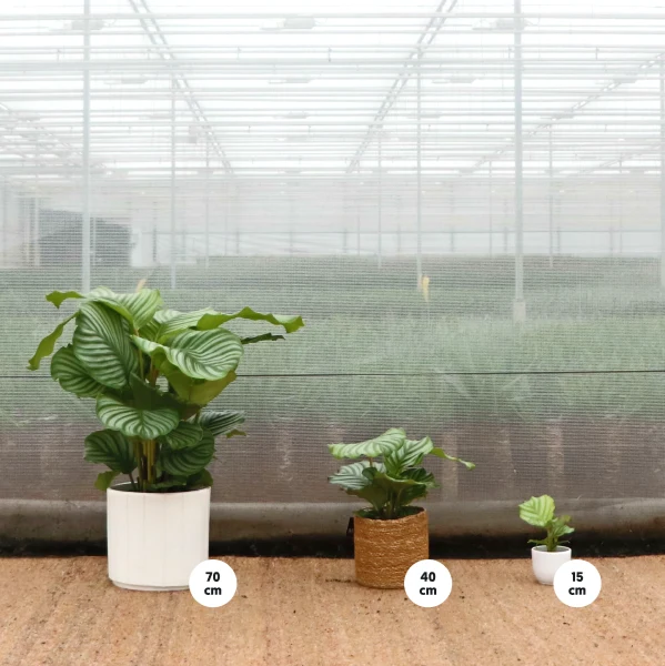 Calathea orbifolia (Korbmarante) (S)