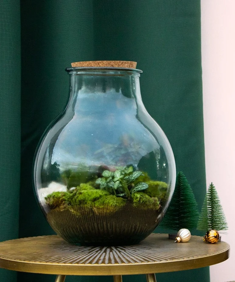 Terrarium kugelförmige Flasche (Flaschengarten) (L)