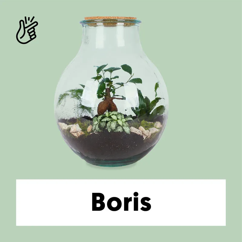 Terrarium kugelförmige Flasche (Flaschengarten) (L)