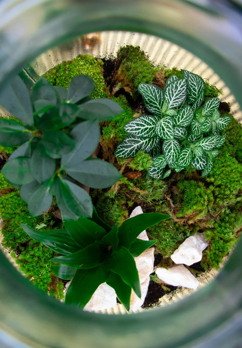 Terrarium kugelförmige Flasche (Flaschengarten) (L)