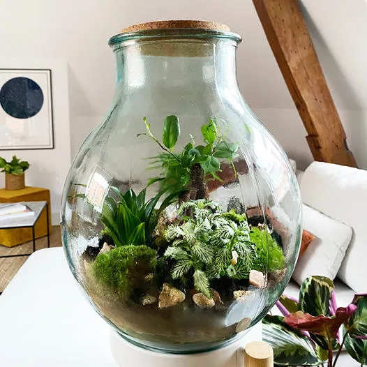 Terrarium kugelförmige Flasche (Flaschengarten) (L)