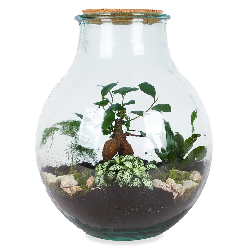 Terrarium kugelförmige Flasche (Flaschengarten) (L)
