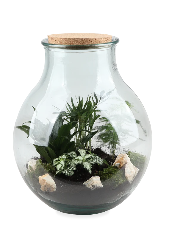 Terrarium kugelförmige Flasche (Flaschengarten) (L)