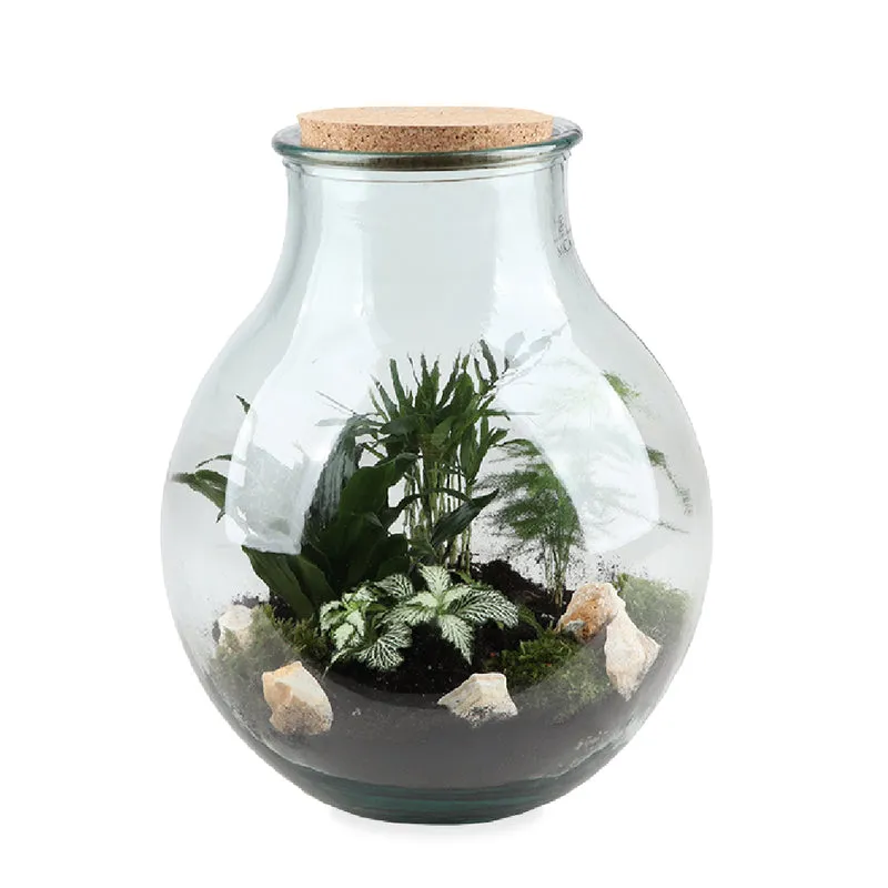 Terrarium kugelförmige Flasche (Flaschengarten) (L)