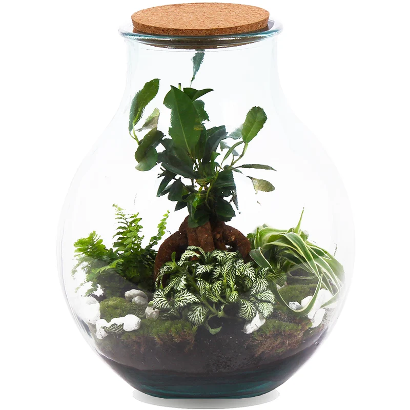 Terrarium kugelförmige Flasche (Flaschengarten) (L)