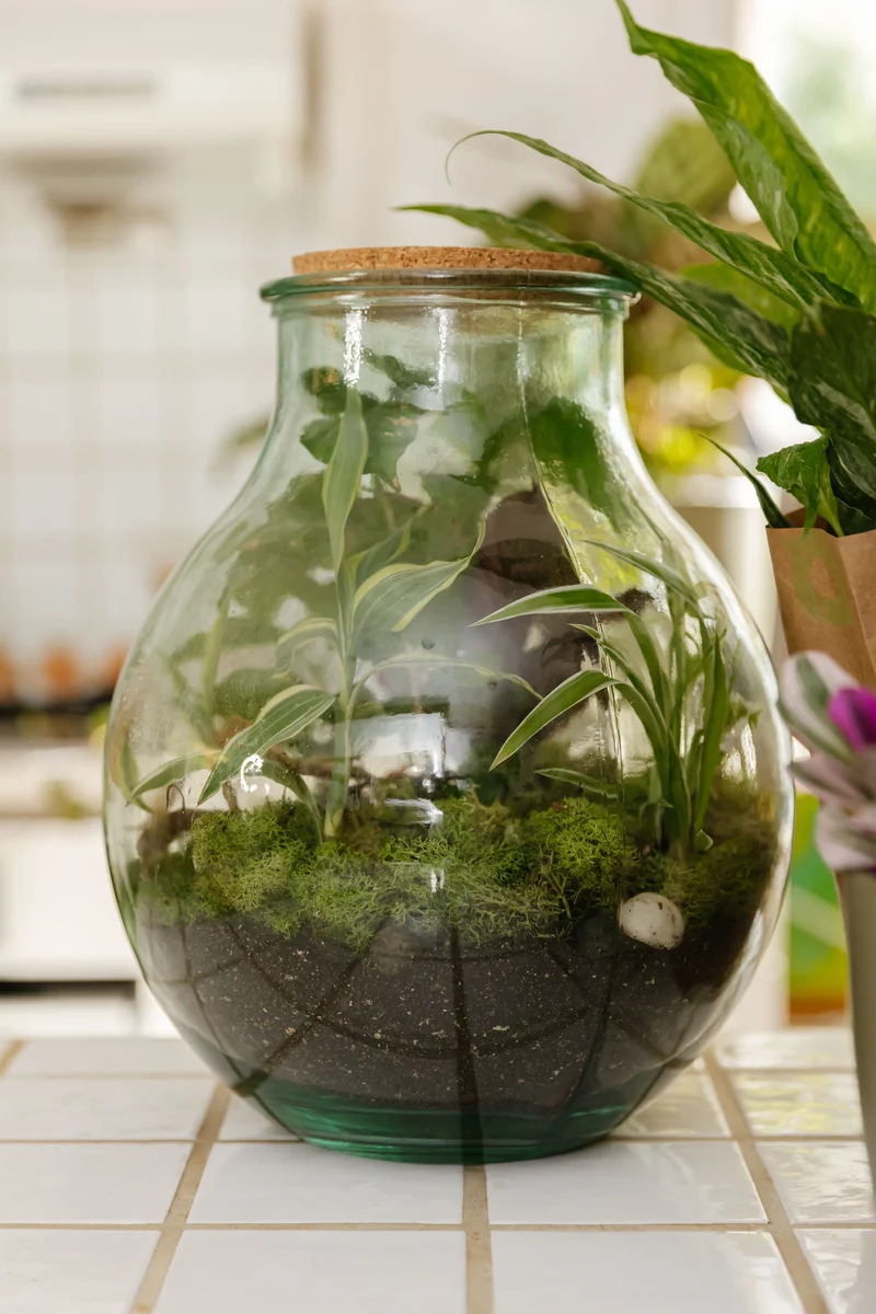 Terrarium kugelförmige Flasche (Flaschengarten) (L)