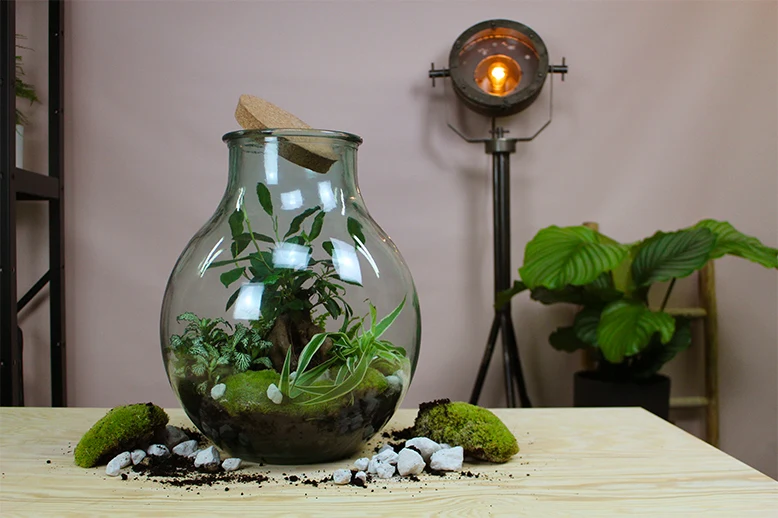 Terrarium kugelförmige Flasche (Flaschengarten) (L)