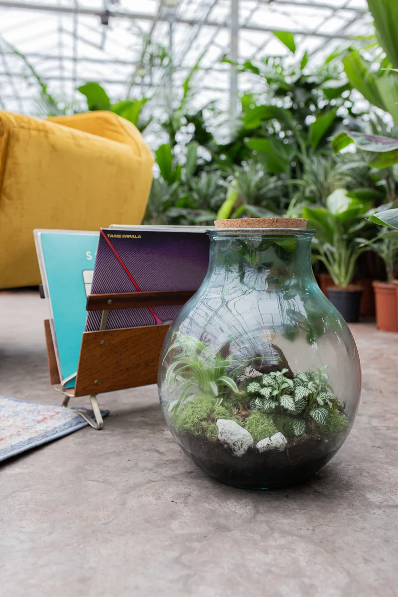 Terrarium kugelförmige Flasche (Flaschengarten) (L)