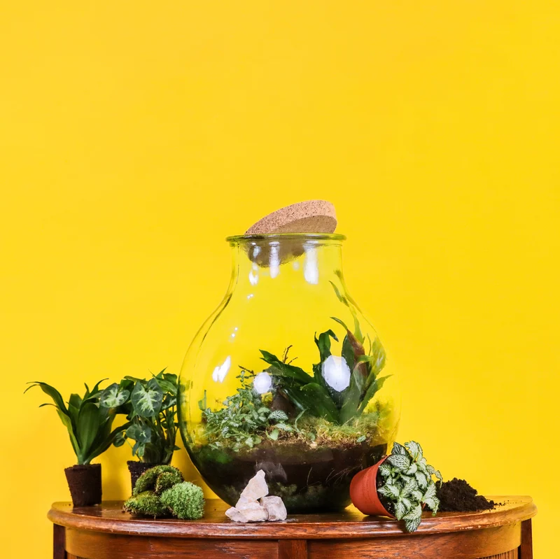 Terrarium kugelförmige Flasche (Flaschengarten) (L)