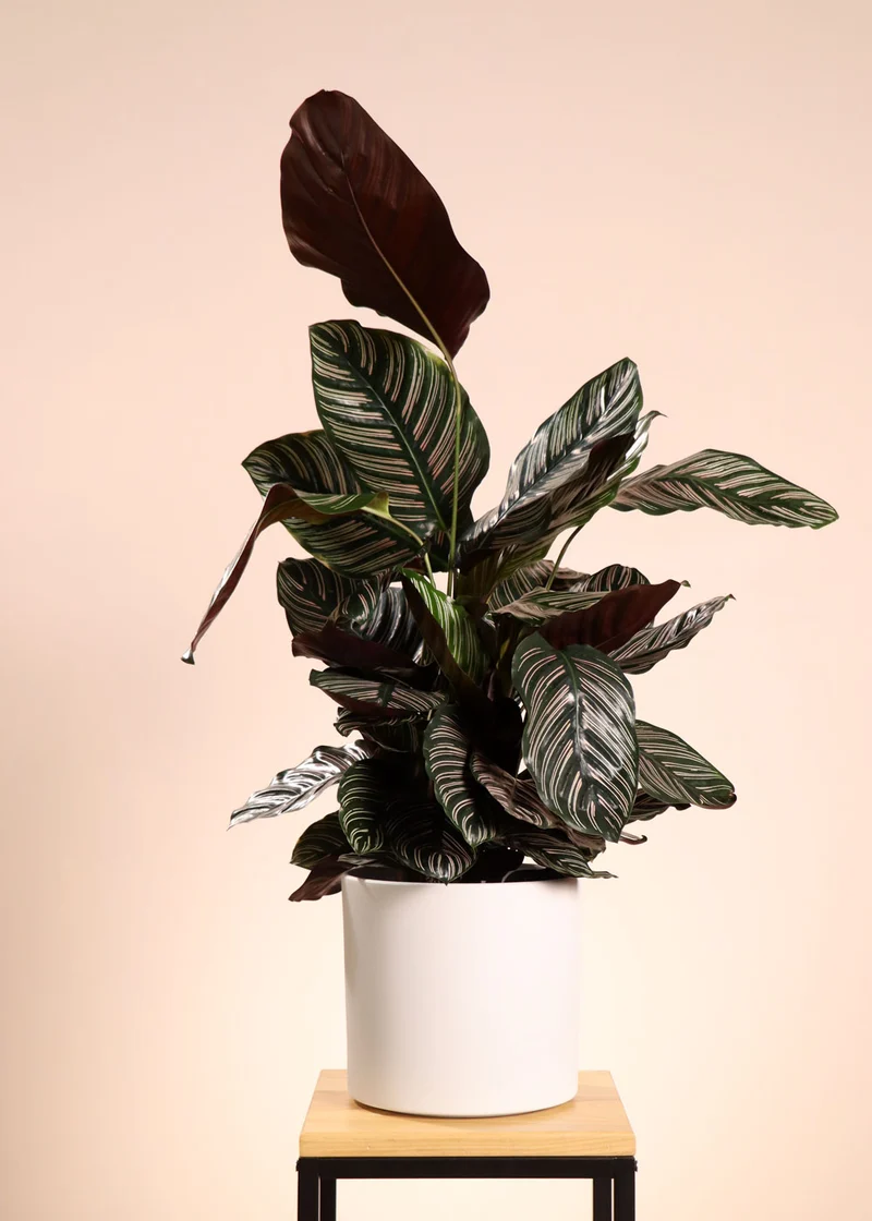Calathea ornata (Korbmarante) (M)