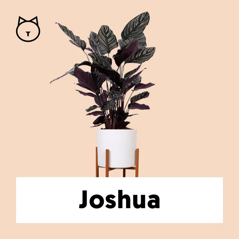 Calathea ornata (Korbmarante) (M)