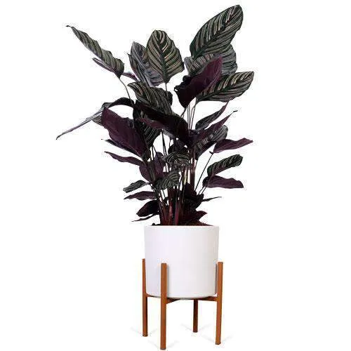 Calathea ornata (Korbmarante) (M)