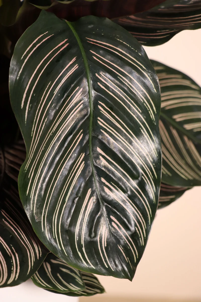Calathea ornata (Korbmarante) (M)