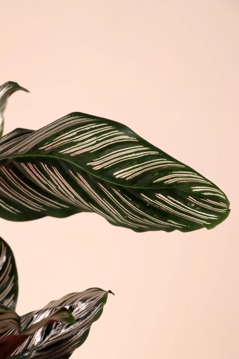 Calathea ornata (Korbmarante) (M)