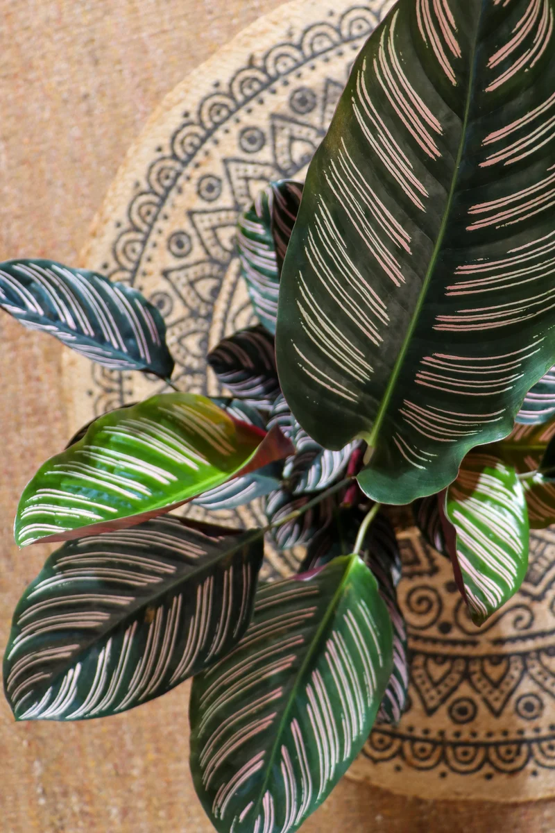 Calathea ornata (Korbmarante) (M)
