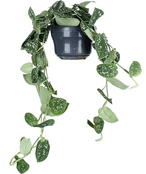Scindapsus pictus ''argyraeus'' (Gefleckte Efeutute) (S)