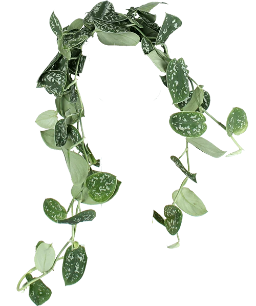 Scindapsus pictus ''argyraeus'' (Gefleckte Efeutute) (S)