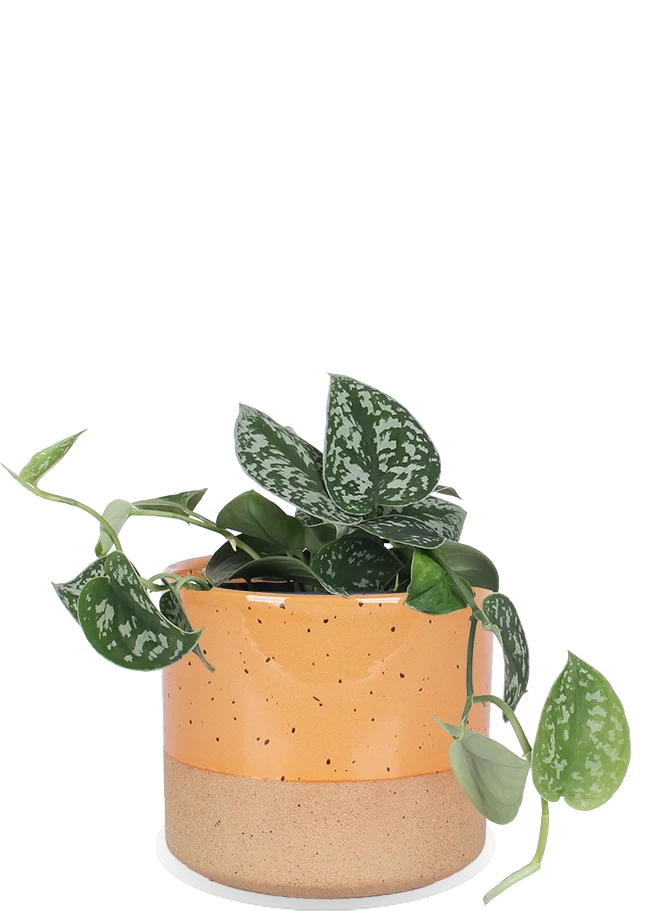 Scindapsus pictus ''argyraeus'' (Gefleckte Efeutute) (S)