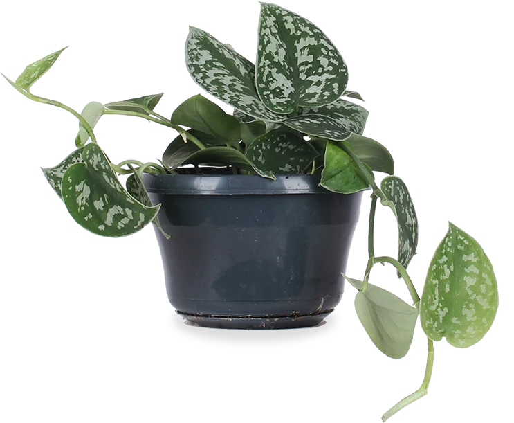 Scindapsus pictus ''argyraeus'' (Gefleckte Efeutute) (S)