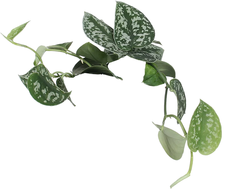Scindapsus pictus ''argyraeus'' (Gefleckte Efeutute) (S)