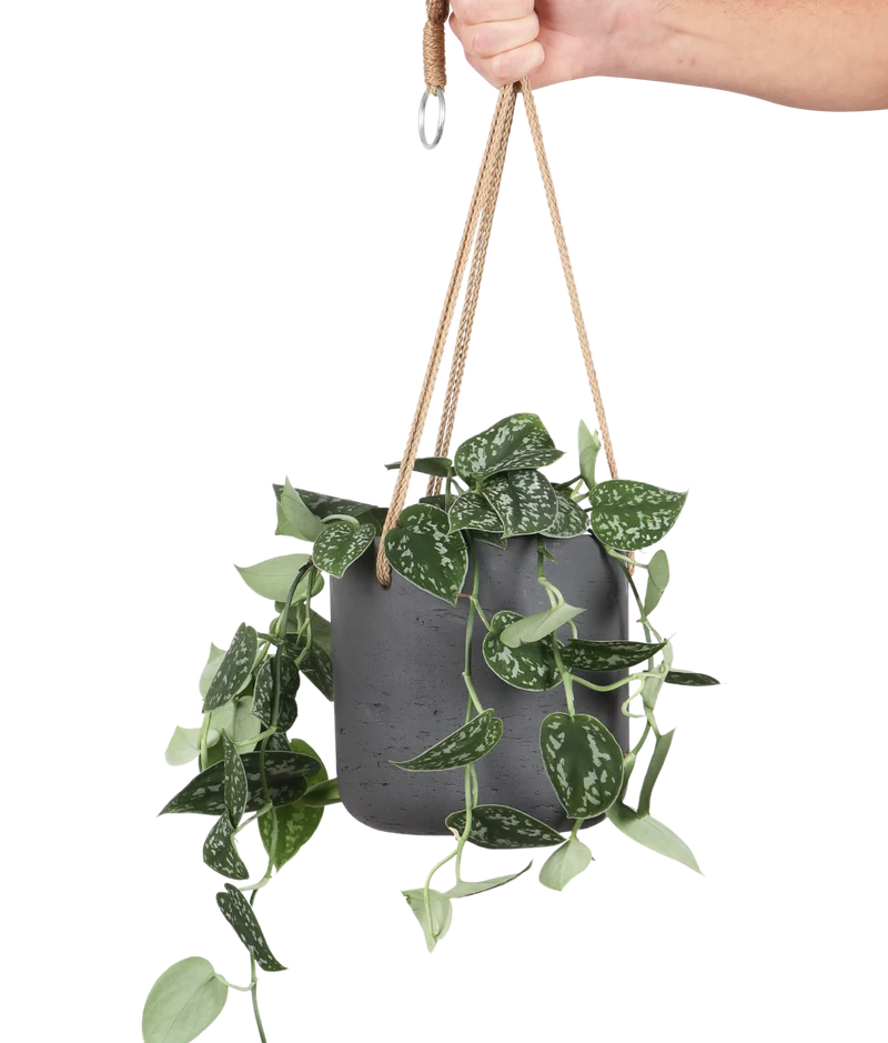 Scindapsus pictus ''argyraeus'' (Gefleckte Efeutute) (S)