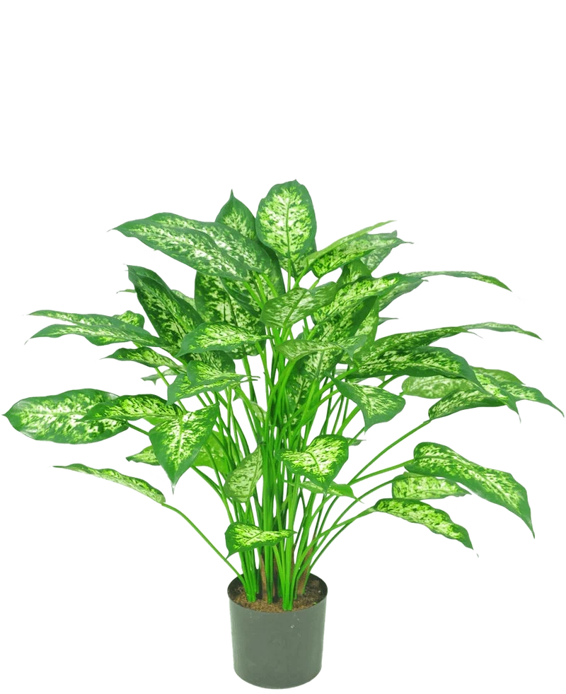 Kunstplant Dieffenbachia 75 cm