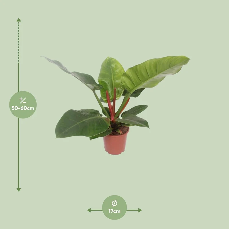 Philodendron Imperial Green – große Blattpflanze, anspruchslos