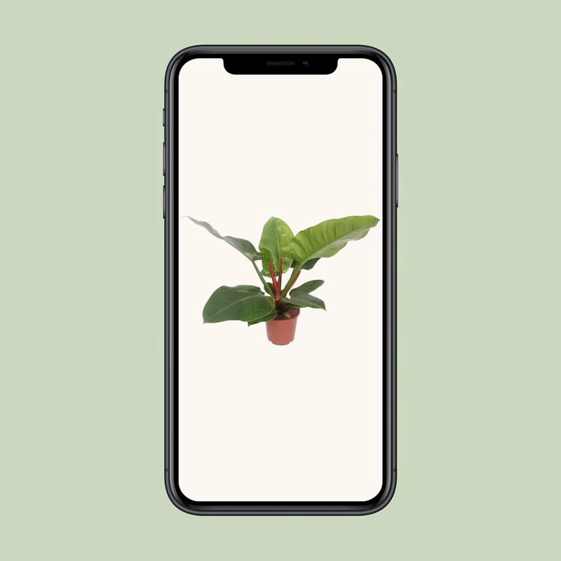 Philodendron Imperial Green – große Blattpflanze, anspruchslos