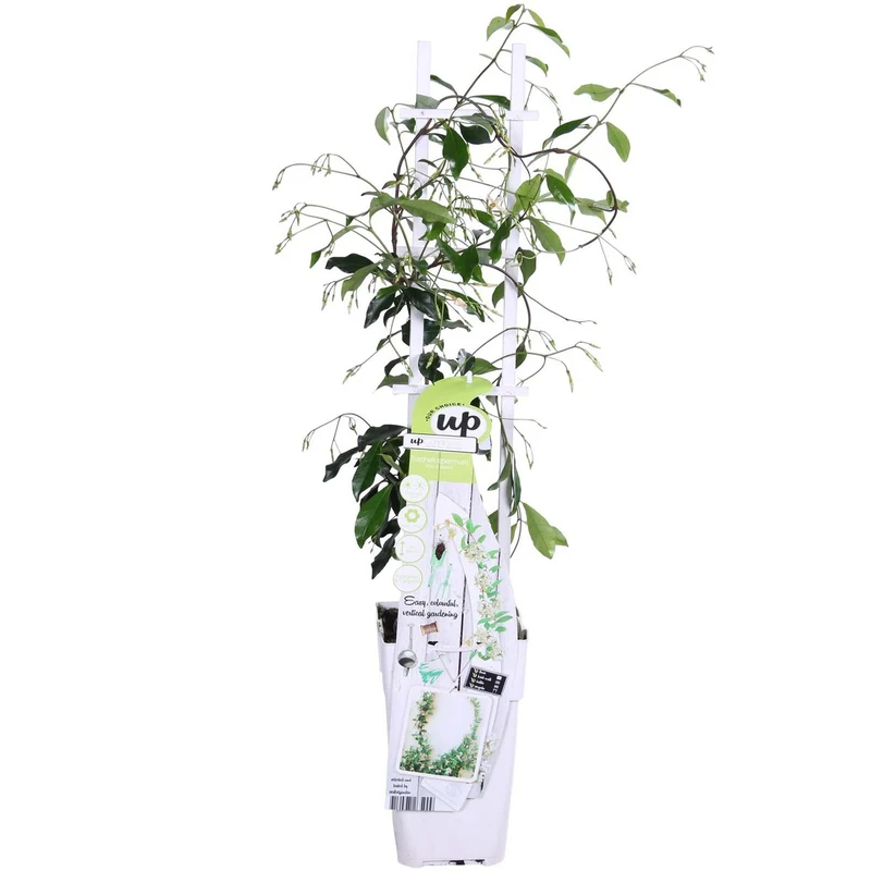 Sternjasmin – duftende weiße Blüten, pflegeleicht