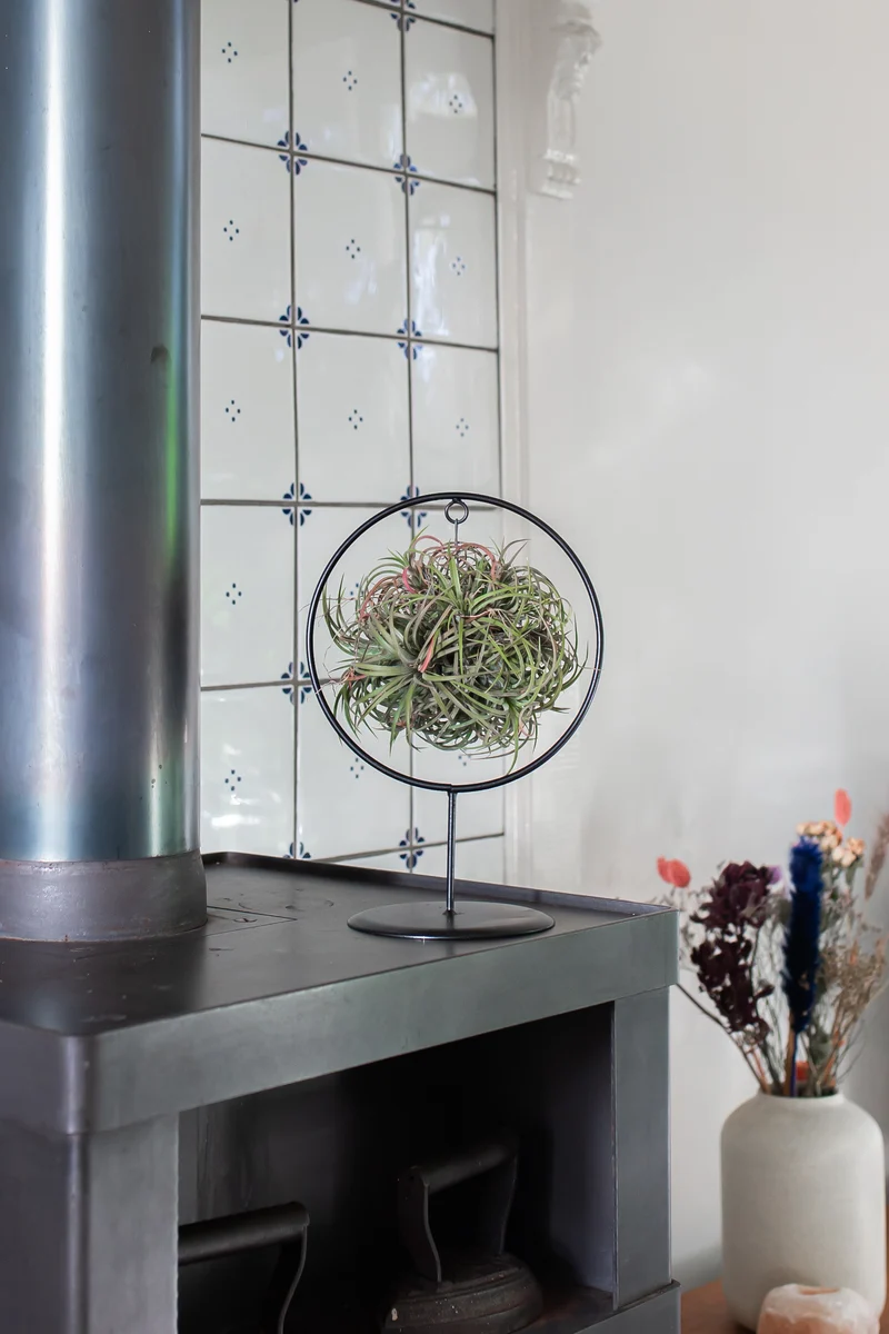 Tillandsia magic ball im Ring (Luftpflanze)