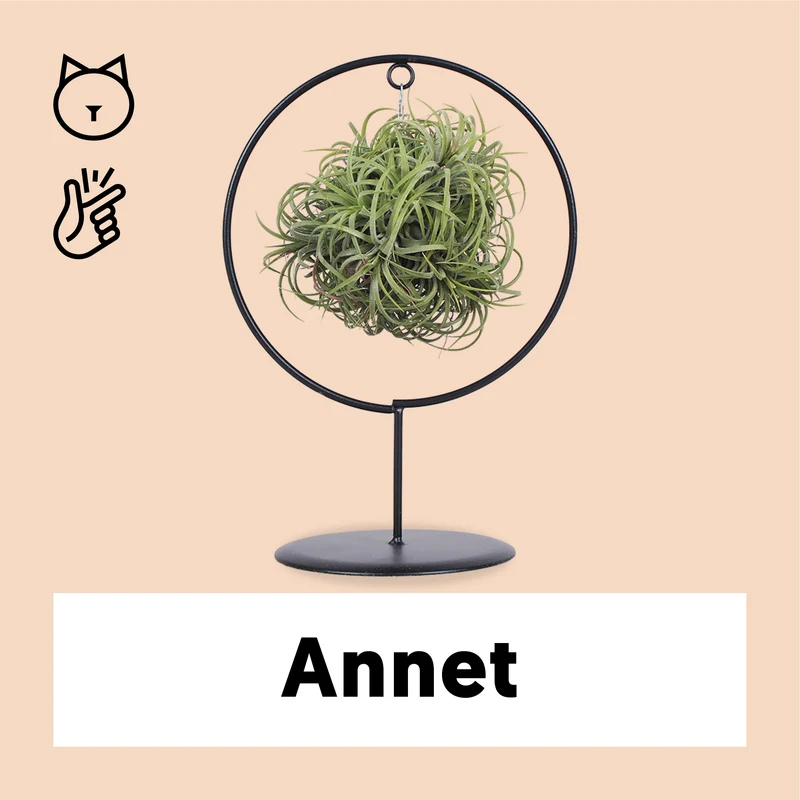 Tillandsia magic ball im Ring (Luftpflanze)