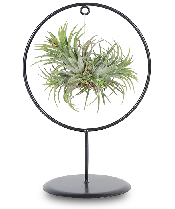 Tillandsia magic ball im Ring (Luftpflanze)
