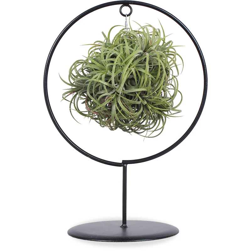 Tillandsia magic ball im Ring (Luftpflanze)