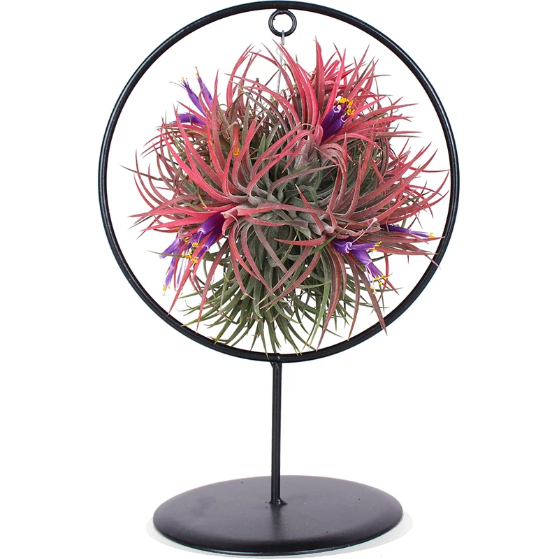 Tillandsia magic ball im Ring (Luftpflanze)
