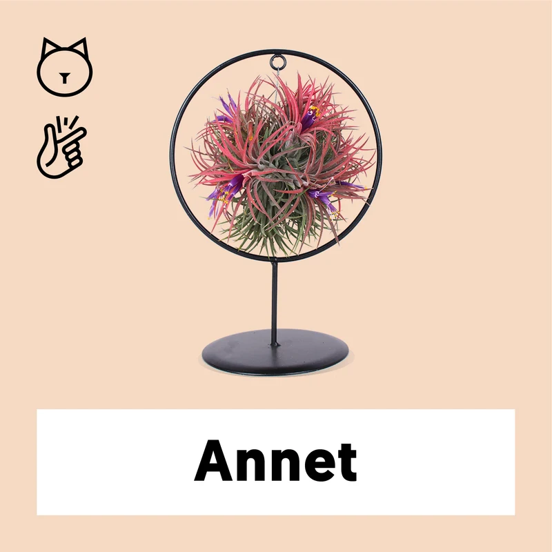 Tillandsia magic ball im Ring (Luftpflanze)