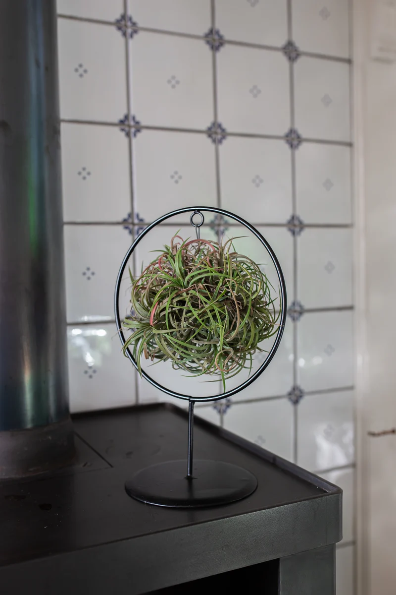 Tillandsia magic ball im Ring (Luftpflanze)