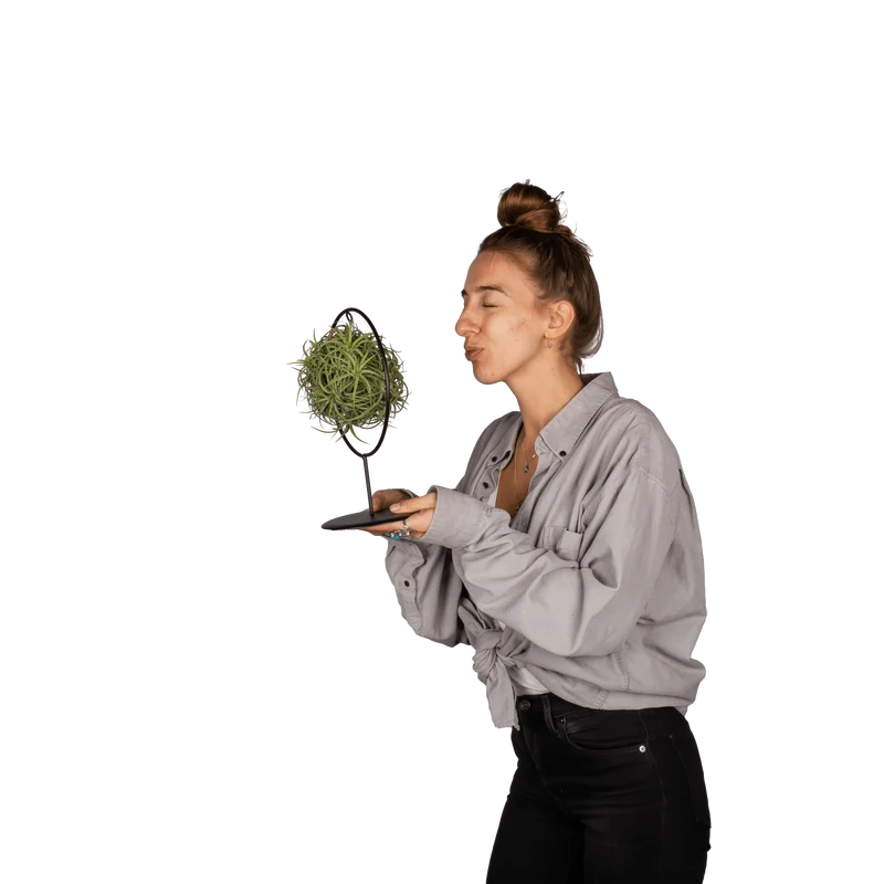 Tillandsia magic ball im Ring (Luftpflanze)