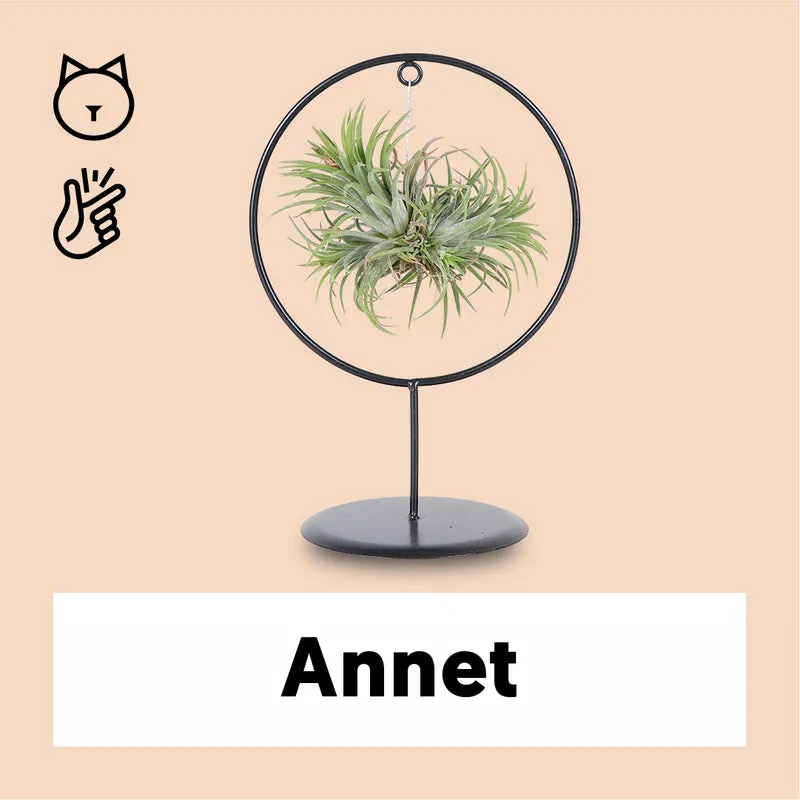 Tillandsia magic ball im Ring (Luftpflanze)