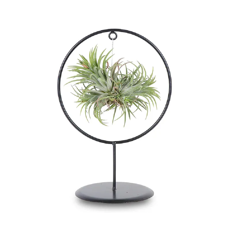 Tillandsia magic ball im Ring (Luftpflanze)