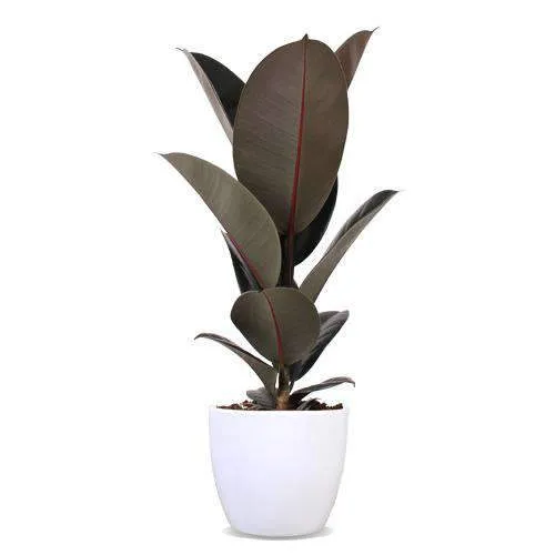 Ficus abidjan (Gummibaum) (M)