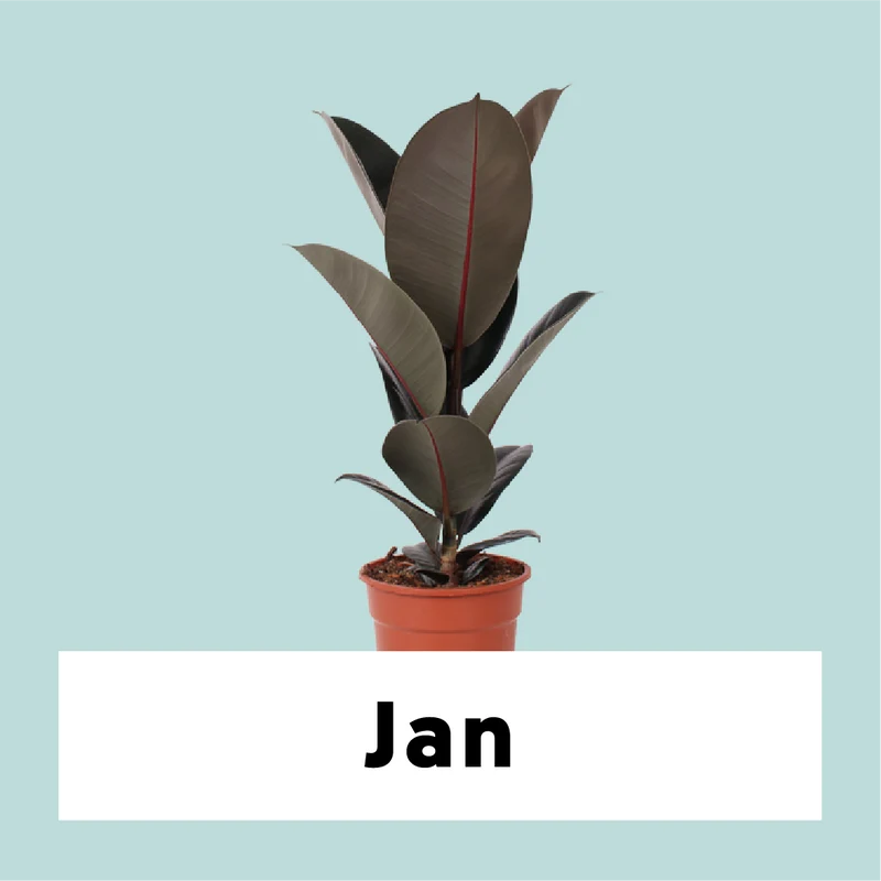 Ficus abidjan (Gummibaum) (M)