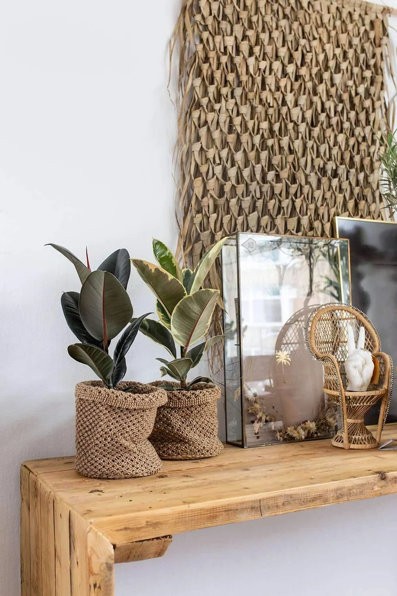 Ficus abidjan (Gummibaum) (M)