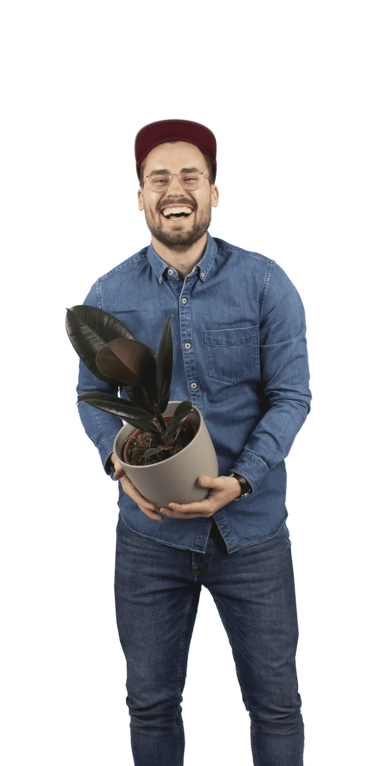 Ficus abidjan (Gummibaum) (M)